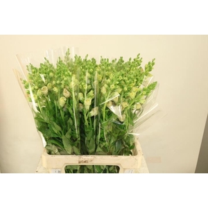 ANTIR SNAPSTAR CHAMP