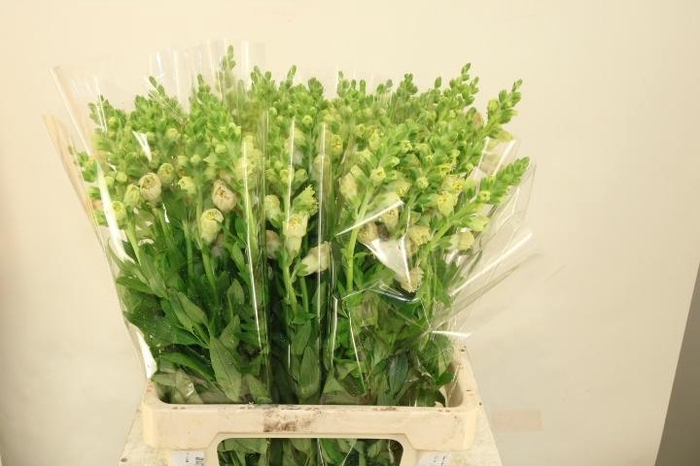 <h4>ANTIR SNAPSTAR CHAMP</h4>