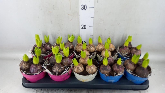 <h4>Hyacinthus orie.   ...mix 3</h4>