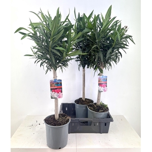 NERI OLEANDER