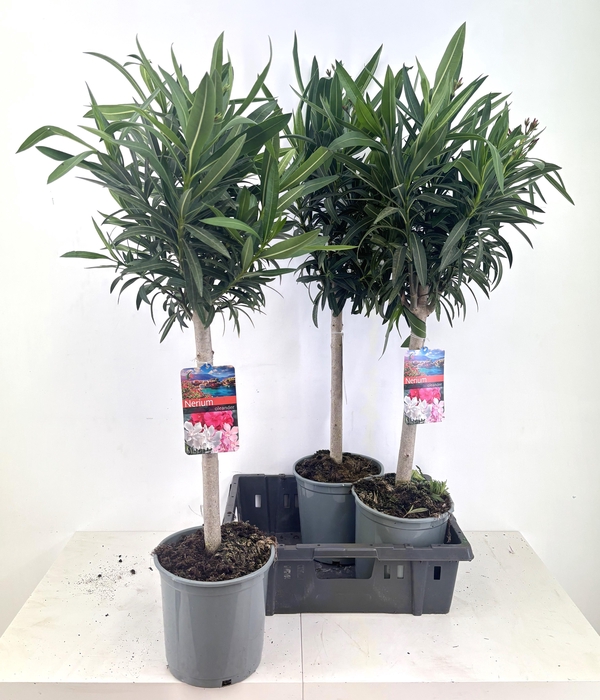 <h4>NERI OLEANDER</h4>