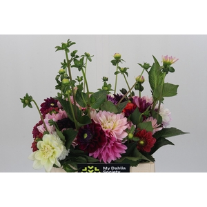 Dahlia Gemengd in bos