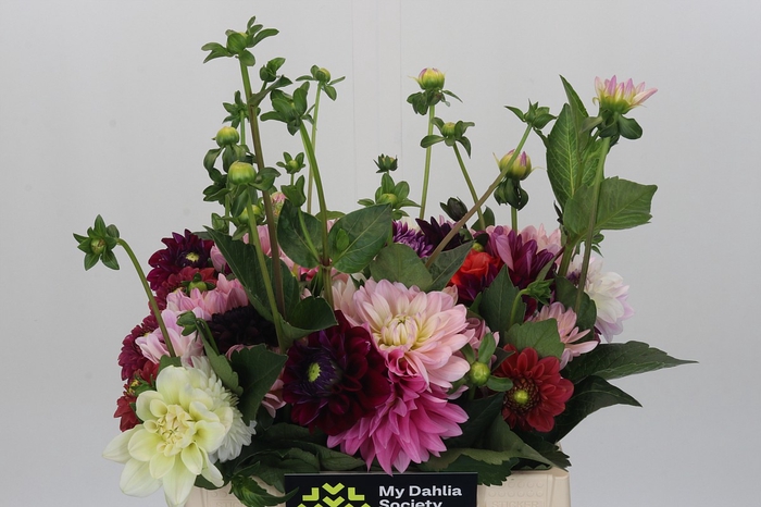 Dahlia Gemengd in bos