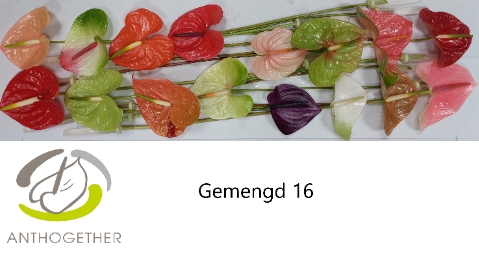 ANTH A GEMENGD 16