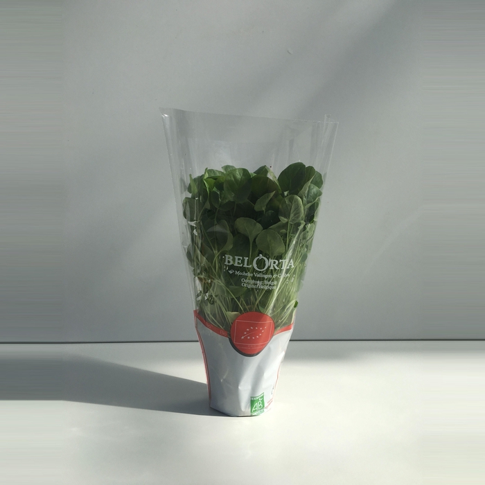 <h4>Barbarakruid P9</h4>