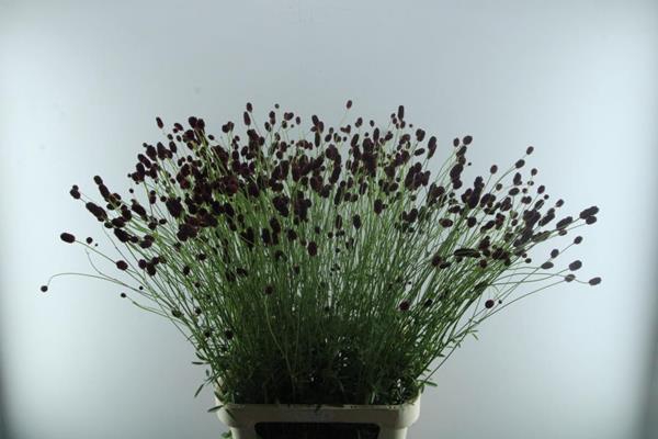 <h4>Sanguisorba Officina (winsen)</h4>