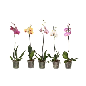 Phal Mix 1T6+