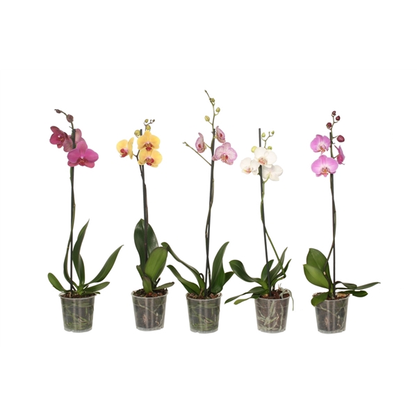 <h4>Phal Mix 1T6+</h4>