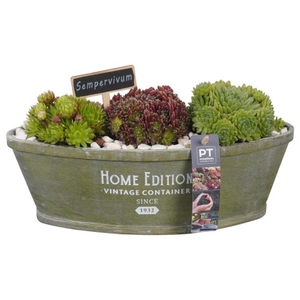 PTS6632 Arrangementen Sempervivum