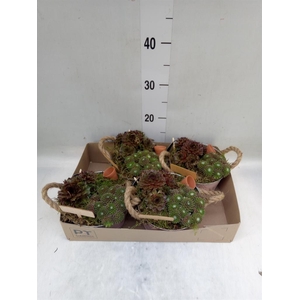 Arr.  Sempervivum L%