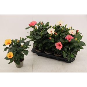 Hibiscus rosa. Sunny gemengd