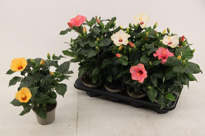 <h4>Hibiscus rosa. Sunny gemengd</h4>