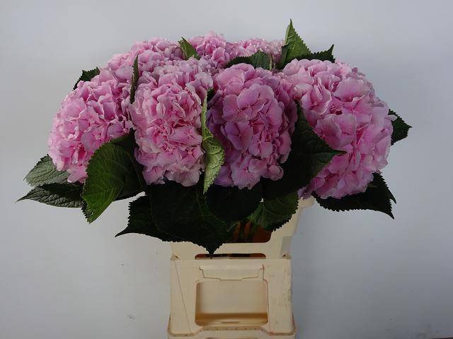 <h4>HYDR M CH VERENA</h4>