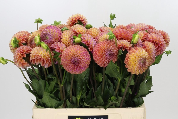 <h4>Dahlia Caitlin's Joy</h4>