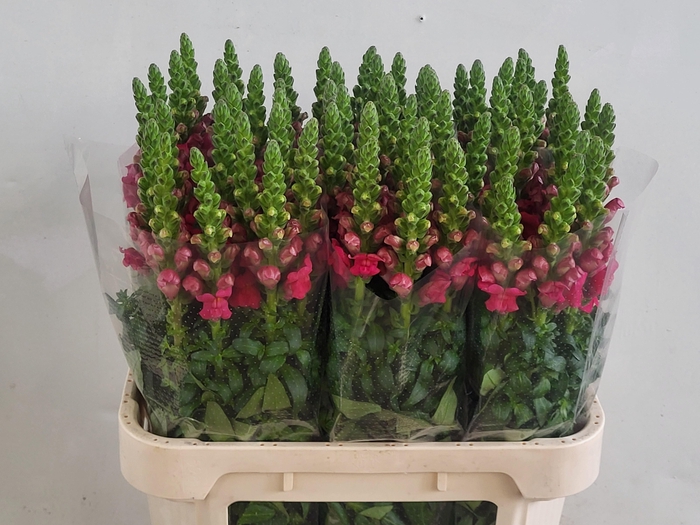 <h4>ANTIR POTO CHER ROSE</h4>