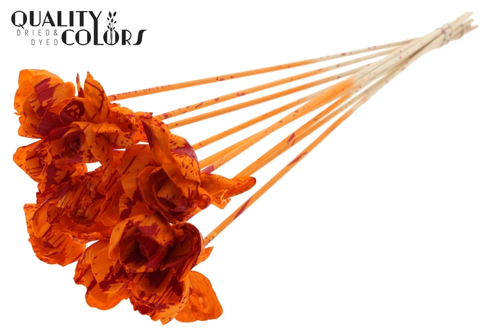 Shola Dear Holly 6cm on stem Splashed Orange/Red