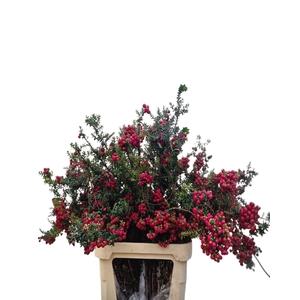 GAULTHERIA MUCRONATA