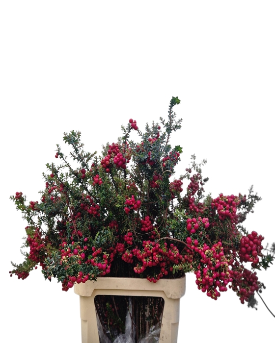 <h4>GAULTHERIA MUCRONATA</h4>