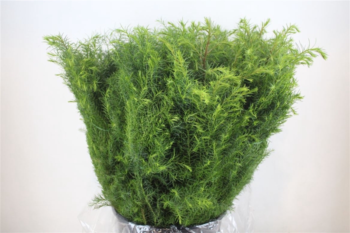 <h4>Cryptomeria Pbs</h4>