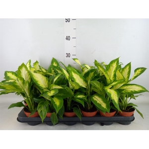 Dieffenbachia  'Camilla'