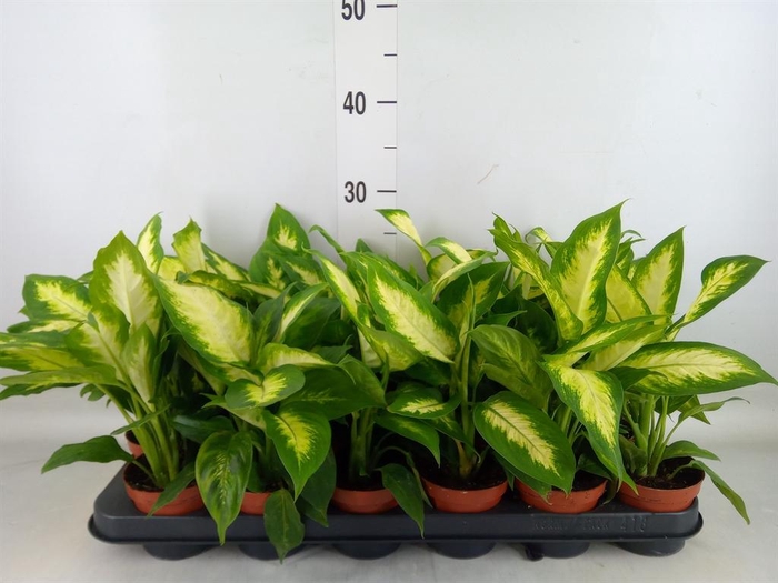 <h4>Dieffenbachia  'Camilla'</h4>