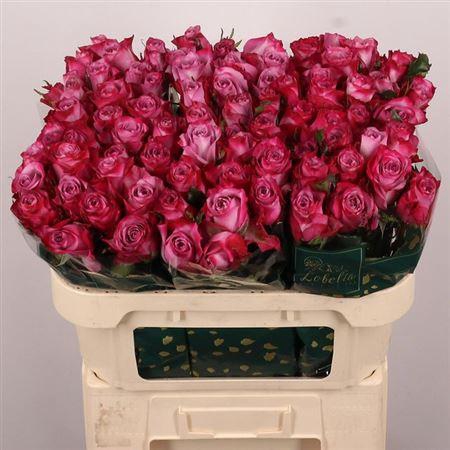 <h4>R Gr Deep Purple</h4>