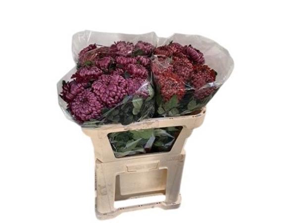 <h4>CHR G BIGOUD PURP</h4>