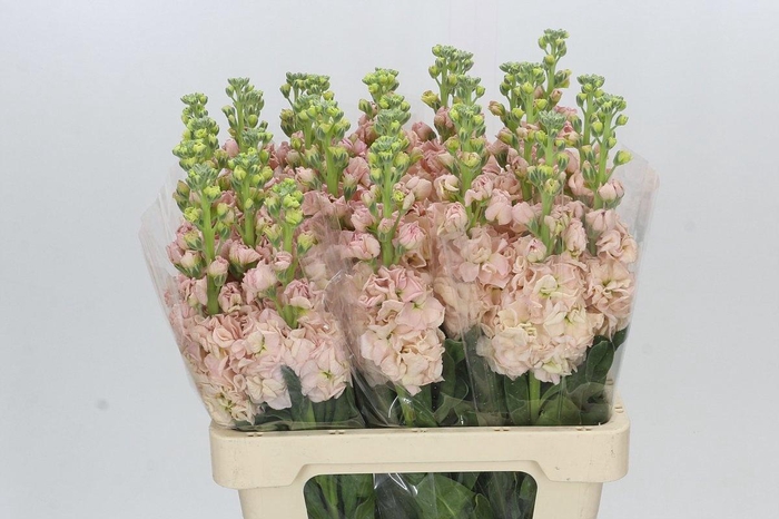 <h4>MATTH IRON APRICOT</h4>