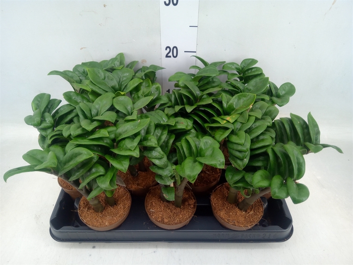 <h4>Zamioculcas zamiifolia 'Zenzi'</h4>