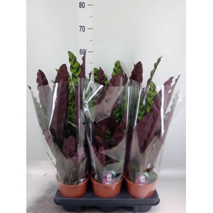 Calathea lancifolia