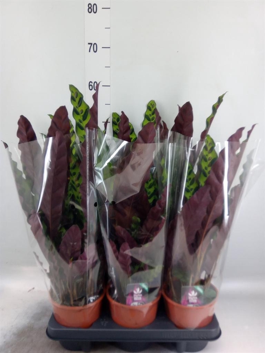 <h4>Calathea lancifolia</h4>