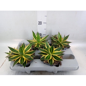 Agave lophantha 'Quadricolor'