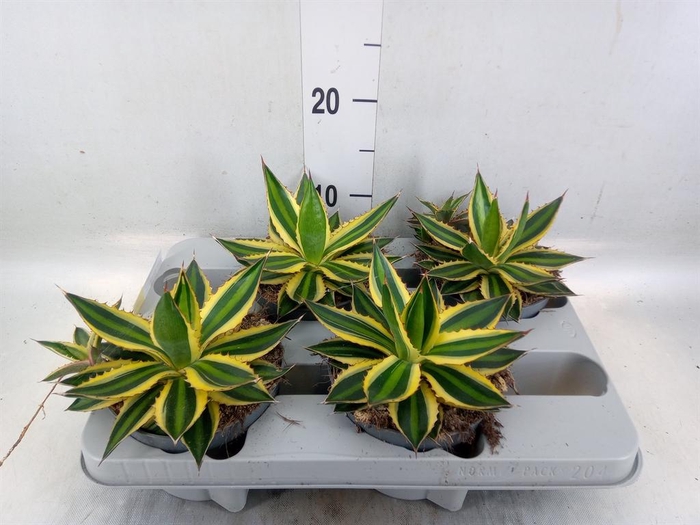 <h4>Agave lophantha 'Quadricolor'</h4>