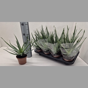 ALOE ARBORESCENS