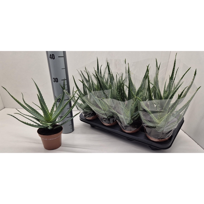 <h4>ALOE ARBORESCENS</h4>