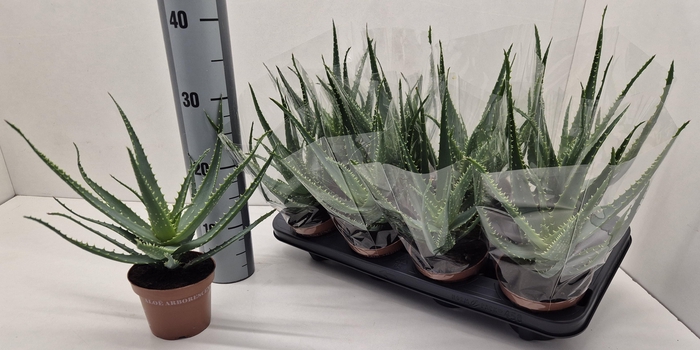 <h4>ALOE ARBORESCENS</h4>