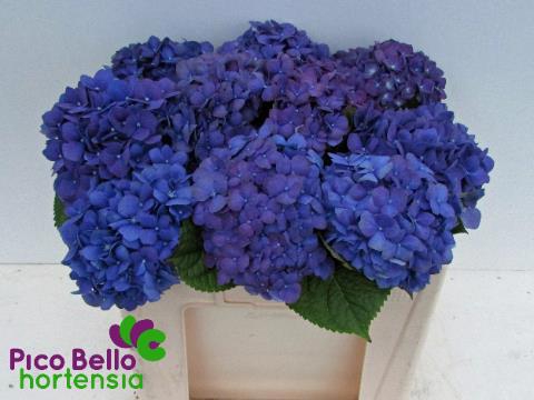 <h4>HYDR M CH PIMPERNEL</h4>