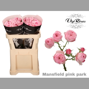 R TR PINK MANSFI PARK
