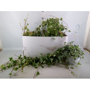 Hedera helix 'Eva'