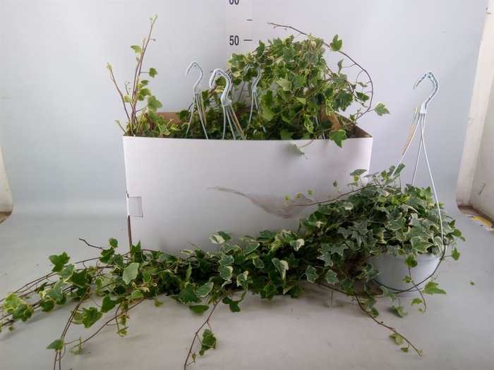 <h4>Hedera helix 'Eva'</h4>