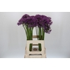 Allium  'Jackpot'