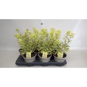 Euphorbia amygdaloides