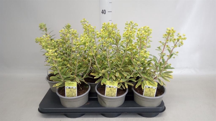 <h4>Euphorbia amygdaloides</h4>