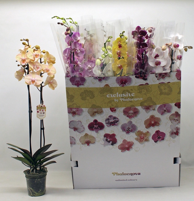 <h4>PHAL GEM 10 KL</h4>