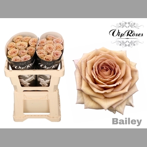 R GR BAILEY! x20