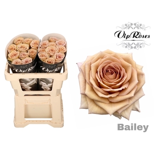R Gr Bailey! X20
