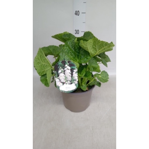 Alcea rosea 'SpringCel White'