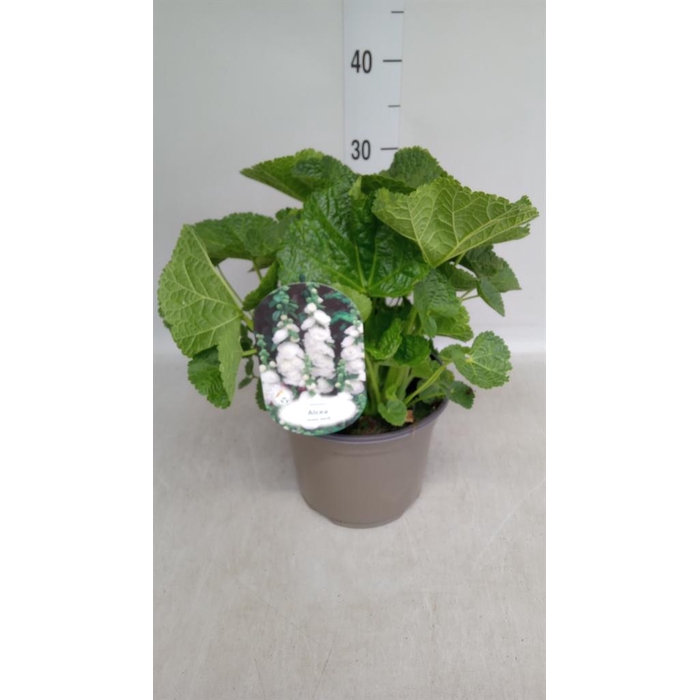 <h4>Alcea rosea 'SpringCel White'</h4>