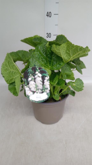 <h4>Alcea rosea 'SpringCel White'</h4>