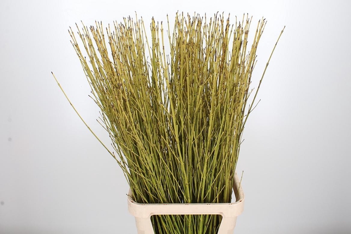 <h4>Cornus Flaviaalmea</h4>